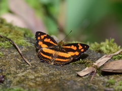 Symbrenthia hippoclus galepsus