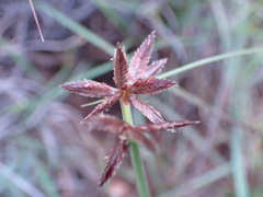 Cyperus rupestris