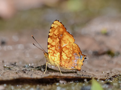 Symbrenthia hippoclus galepsus