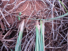 Cyperus rupestris