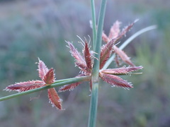 Cyperus rupestris