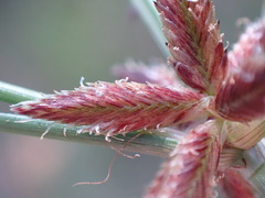 Cyperus rupestris