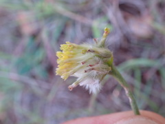 Lasiosiphon sericocephalus