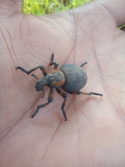 Brachycerus