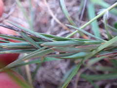 Lasiosiphon sericocephalus