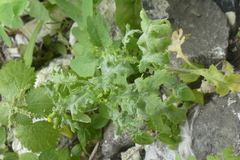 Senecio viscosus