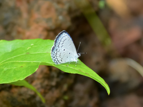 Holarctic Azures