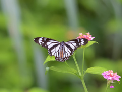 Danaus melanippus edmondii