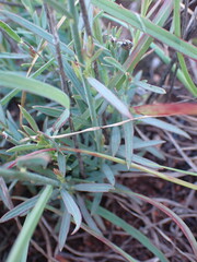 Lasiosiphon sericocephalus