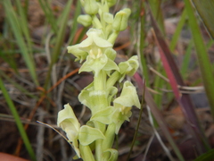 Pterygodium volucris