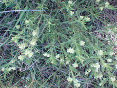 Lippia javanica
