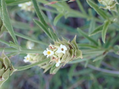 Lippia javanica