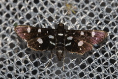 Bocchoris inspersalis