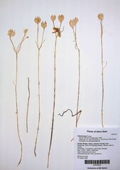 Calochortus eurycarpus