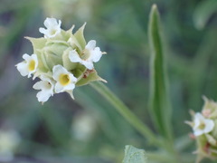 Lippia javanica