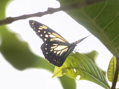 Parantica luzonensis