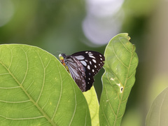 Parantica luzonensis