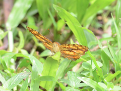 Symbrenthia hippoclus galepsus
