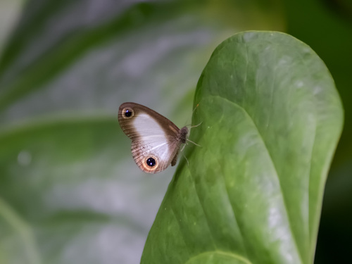 Acrophtalmia artemis