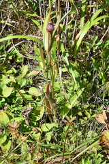 Hypochaeris ciliata
