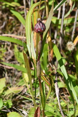 Hypochaeris ciliata