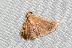 Hypsopygia nonusalis