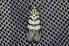 Heortia vitessoides