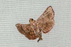 Hypsopygia pelasgalis