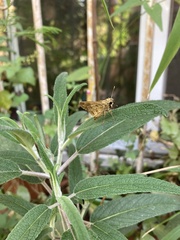 Hylephila phyleus