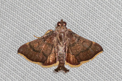 Hypsopygia pelasgalis