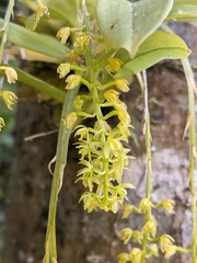 Liparis elliptica