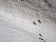 Monomorium ebeninum