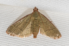 Hypsopygia nostralis
