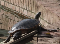Trachemys scripta