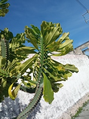 Euphorbia antiquorum