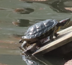 Trachemys scripta