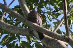 Patagioenas flavirostris