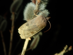 Orbona fragariae