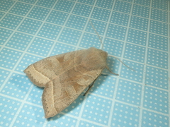 Orbona fragariae
