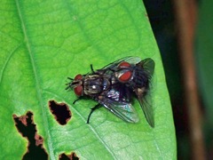 Exoristinae