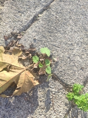 Geranium rotundifolium