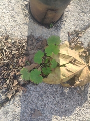 Geranium rotundifolium