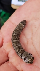 Deilephila porcellus