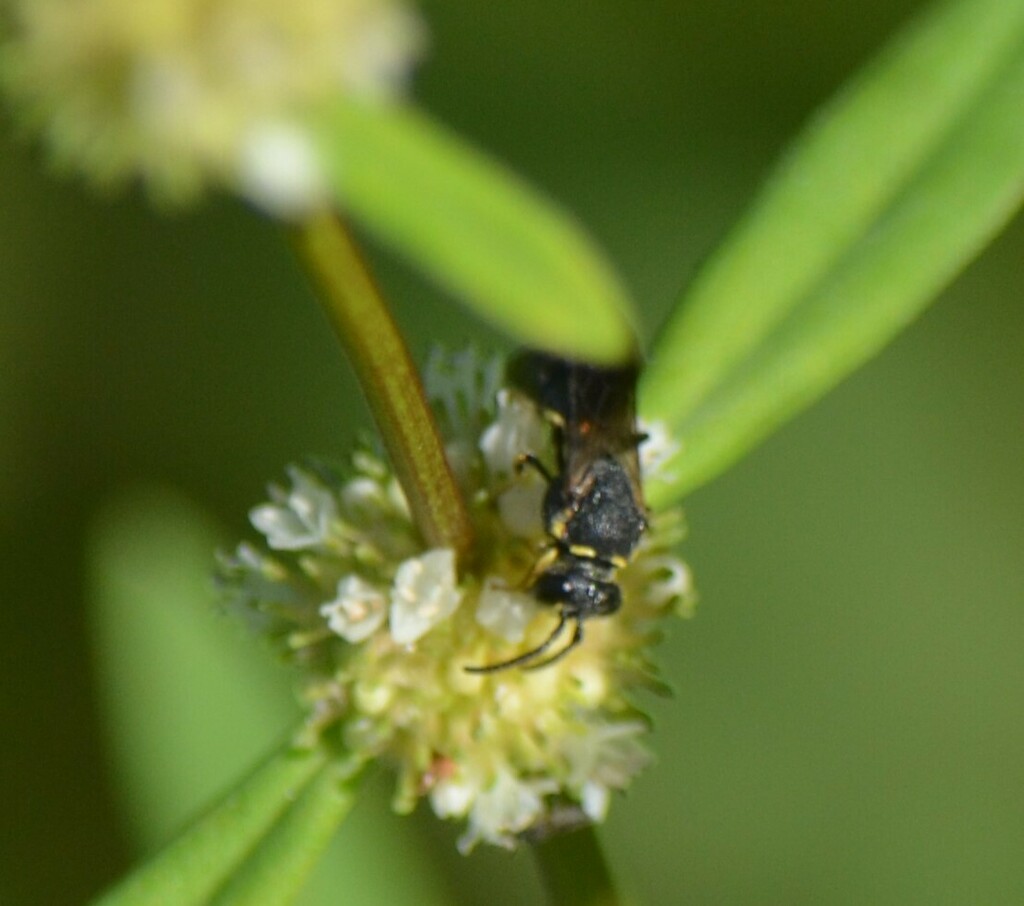 Confluent Masked Bee