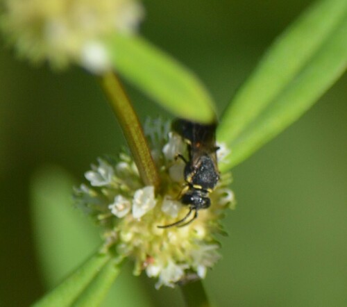Confluent Masked Bee