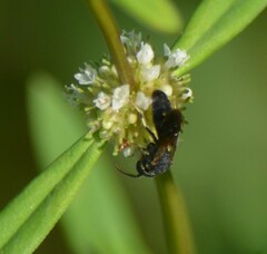 Hylaeus confluens