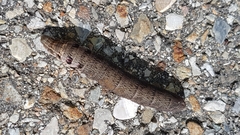 Deilephila porcellus