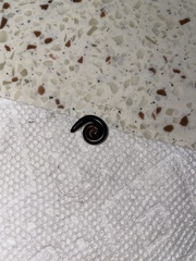 Anadenobolus monilicornis
