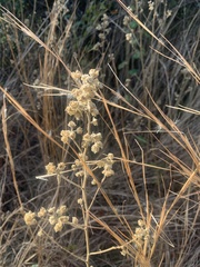Sida cordifolia