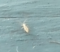 Entomobrya unostrigata